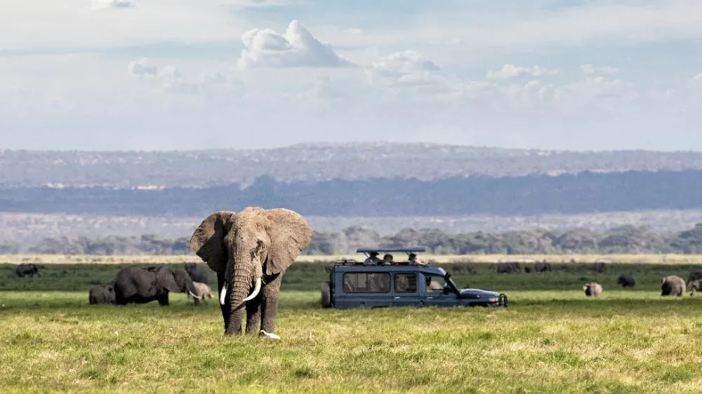 African Safari Adventure With Elephants And Vehicle