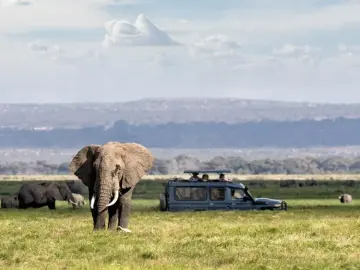Elephants beside a safari vehicle during an African game drive